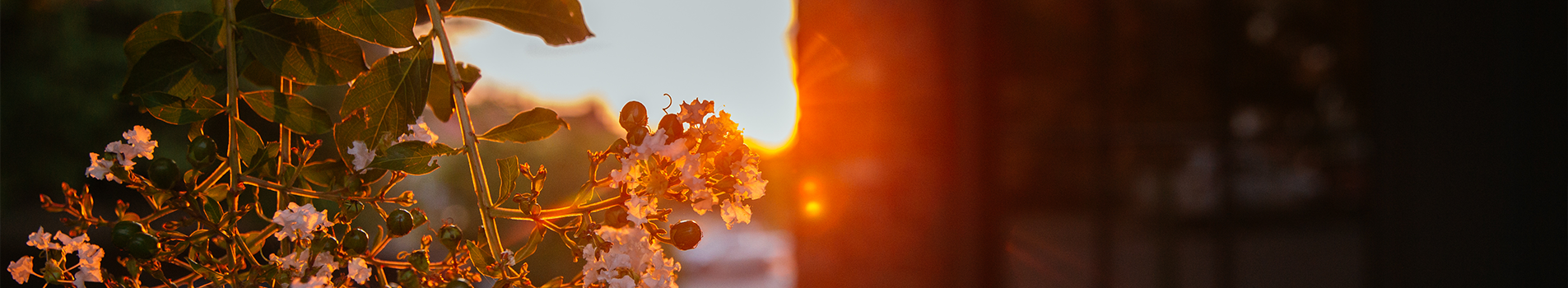 Photo of flower in the sunset